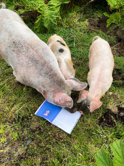 Pili Valdivia Ilustracion Revista Endemico